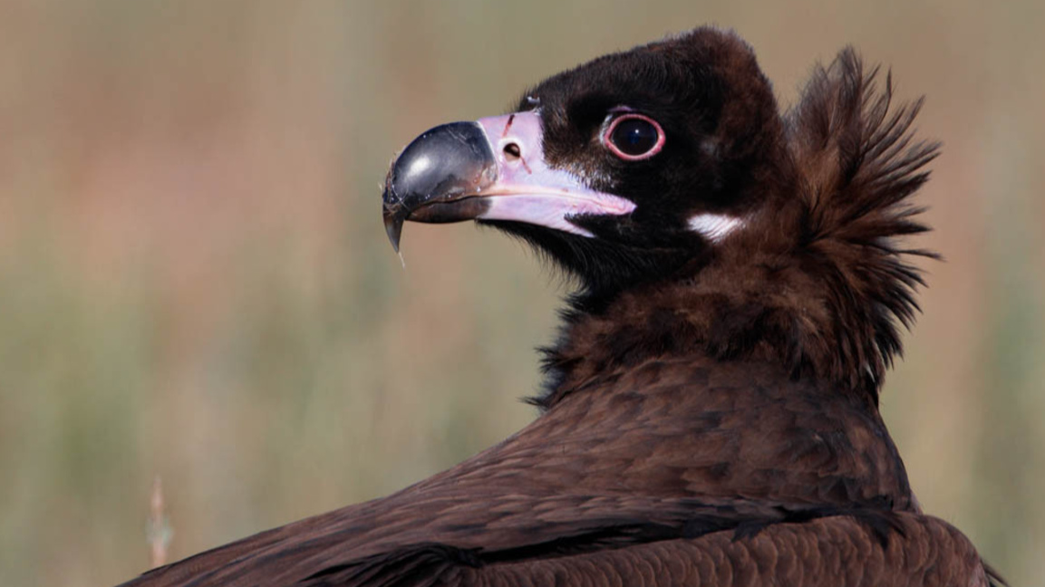 Черен лешояд