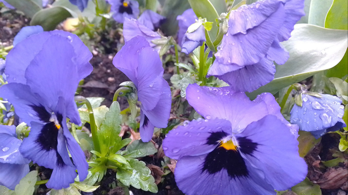 Времето в сряда: Облачно с превалявания...