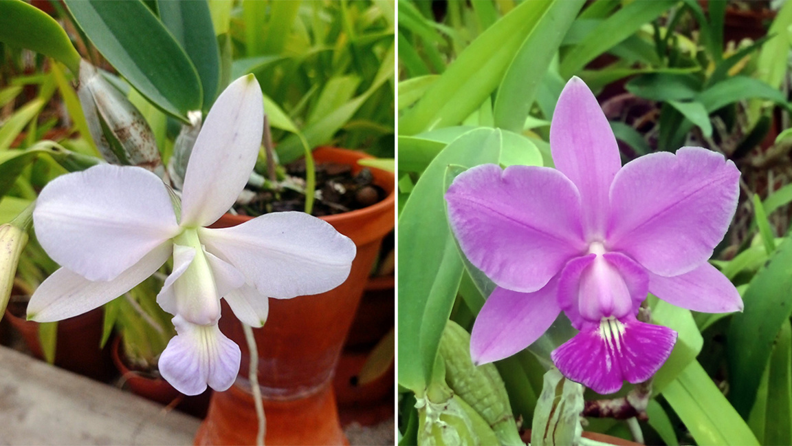 L’éventail d’orchidées du Jardin botaniq...