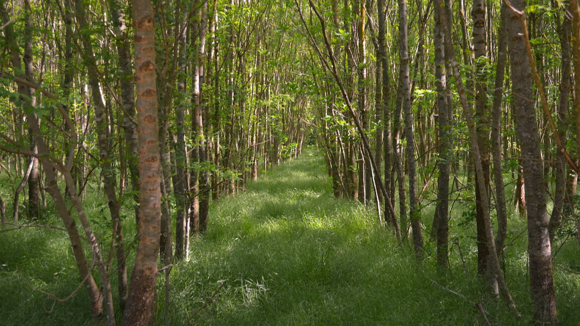 Българската гора: епизод 3 – Ползване и ...
