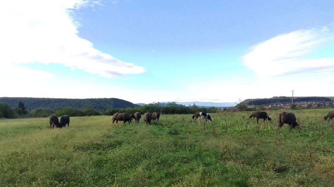 Разследват пътя на заразено месо от Черн...