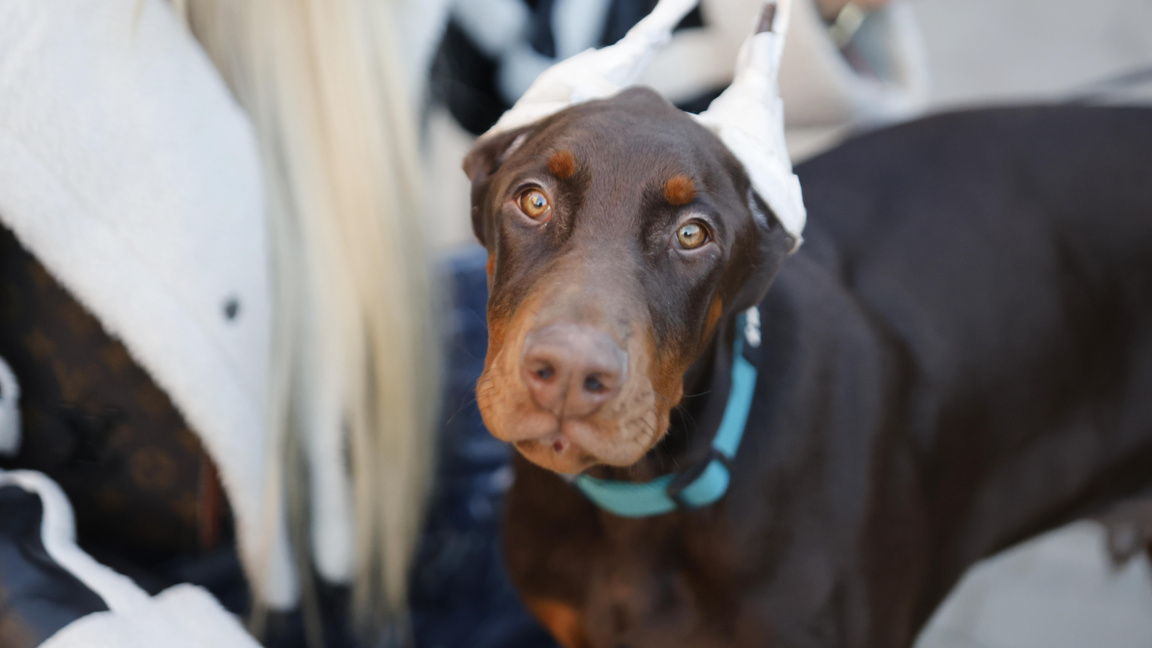 Протест пред ВМА, искат отстраняване на лекаря, прегазил куче