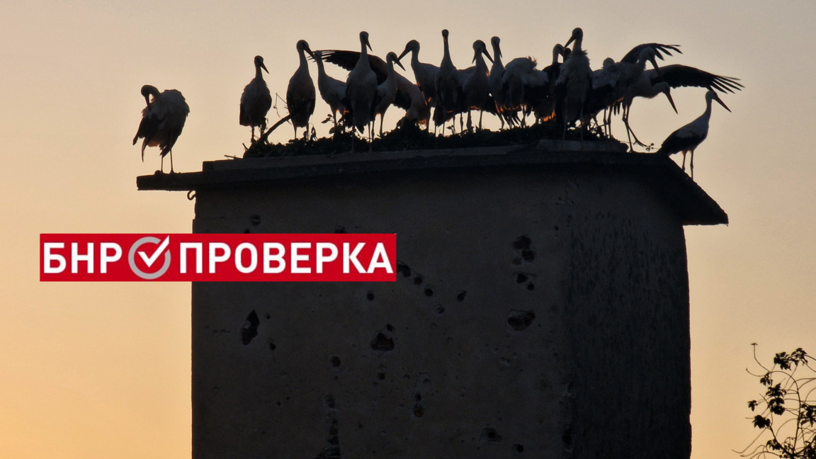 Има ли пик на щъркелите у нас покрай вой...