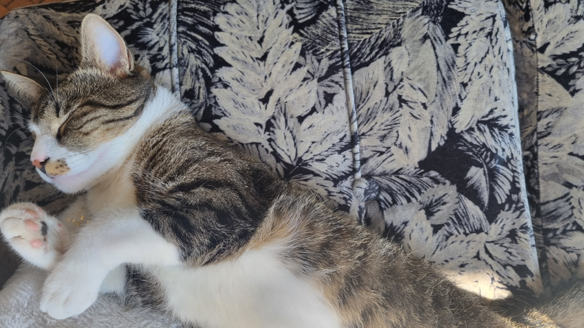 Непълнолетен от Севлиево беше осъден на пробация за жестоко убийство на коте