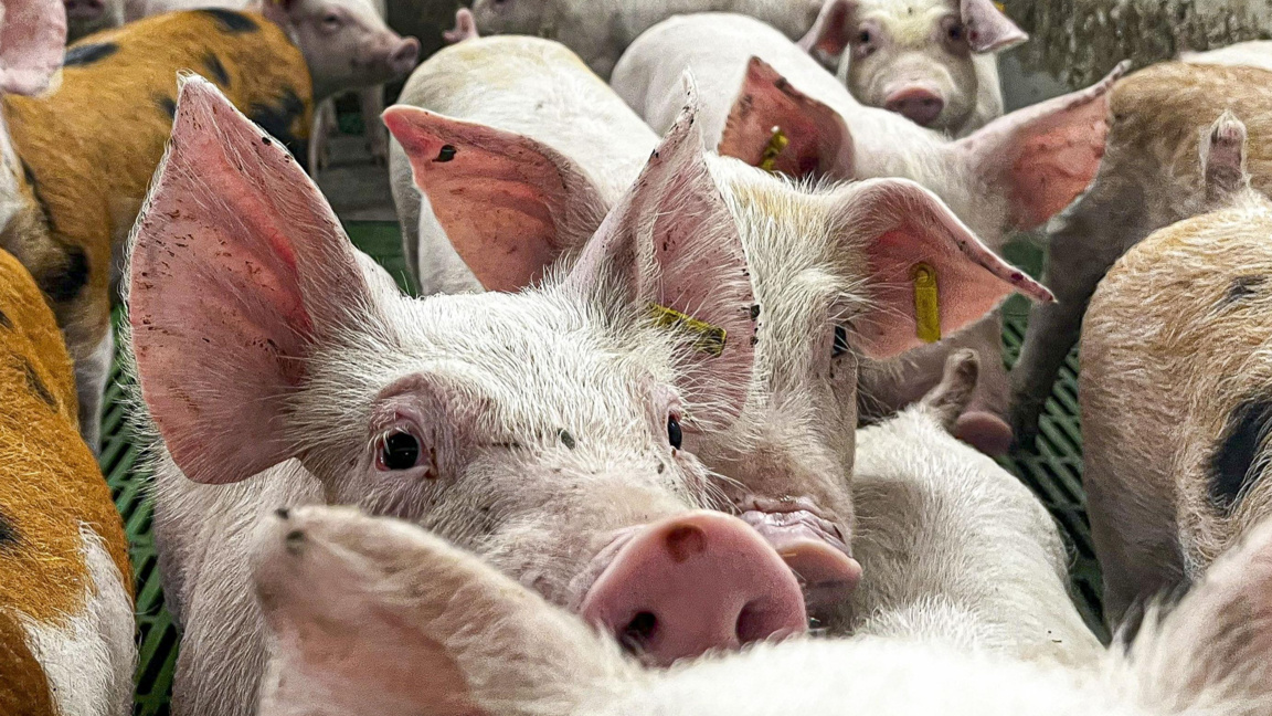 Умъртвяват 30 000 прасета в Испания зара...