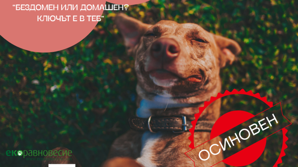 "БезДОМен или ДОМашен? Ключът е в теб!"