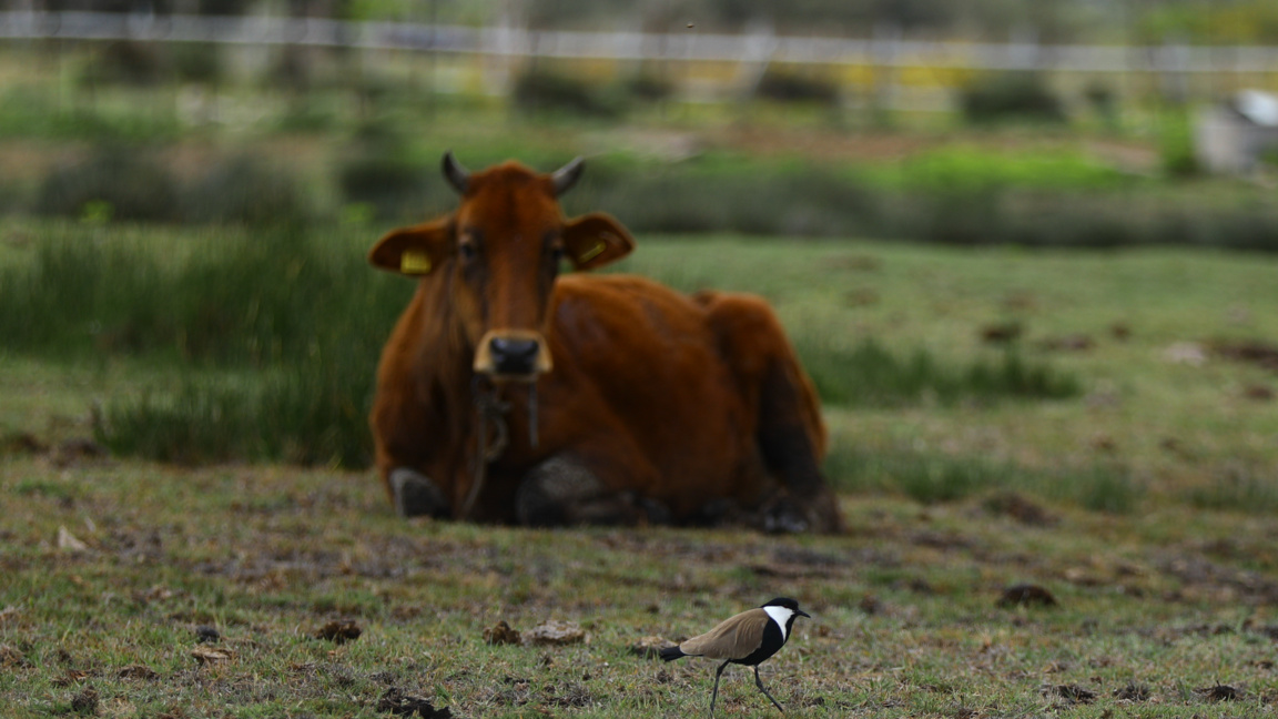 Кипър шап крава крави говеда