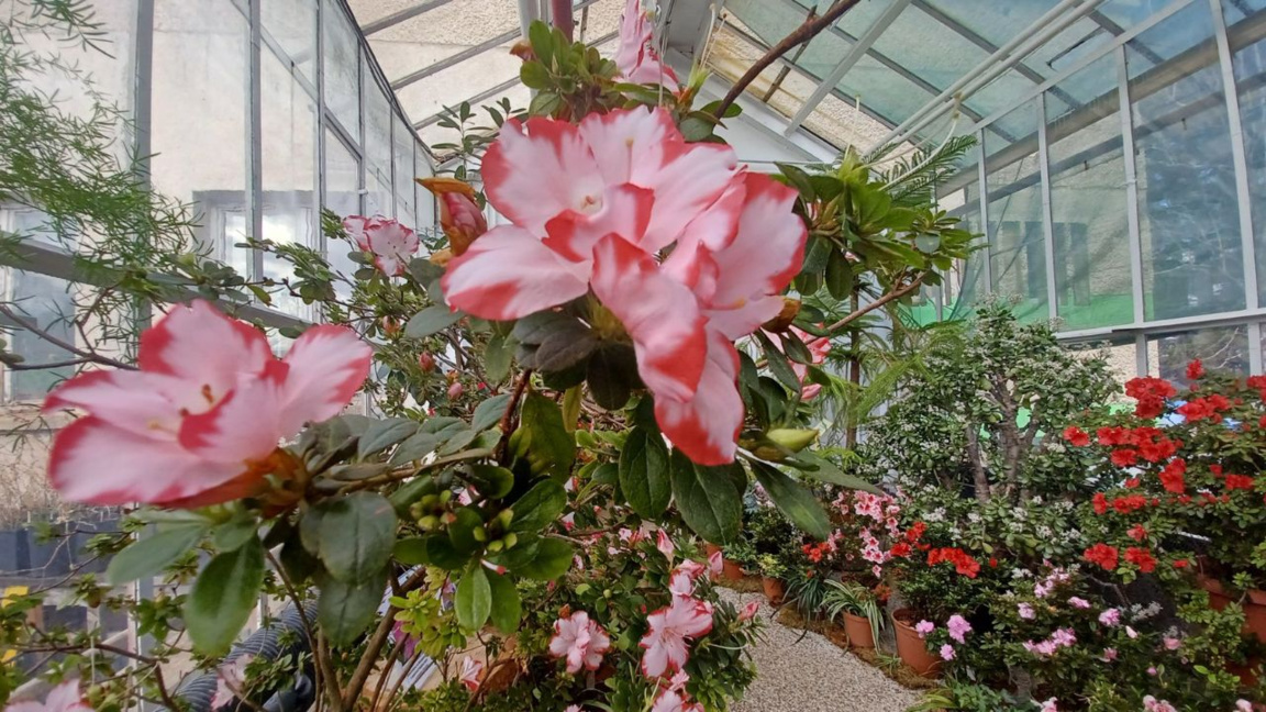 В зеления оазис на зимна София – Ботанич...