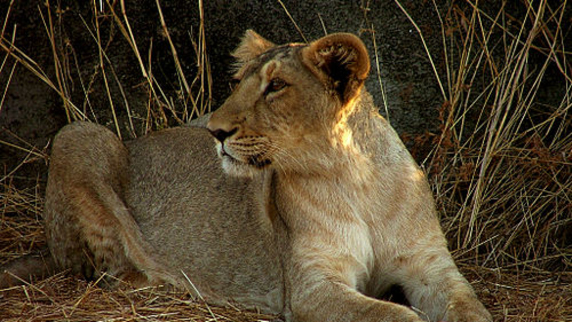 Разкопките са в некропола край Козарева могила, в Бургаско.