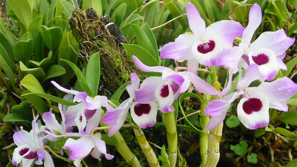 Orchids in full bloom at BAS's botanical...