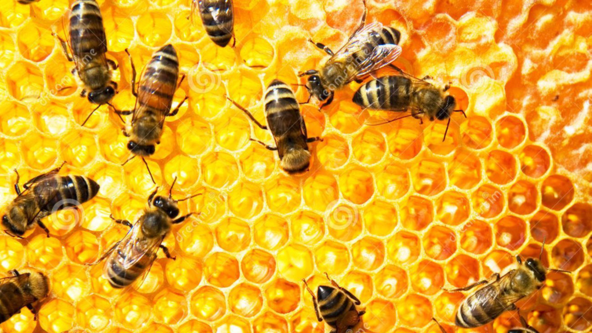 Денят на пчеларя задава тон на новата медоносна година 