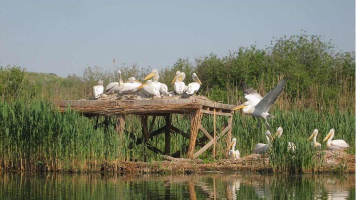Конкурс за лого на "Сребърна"...