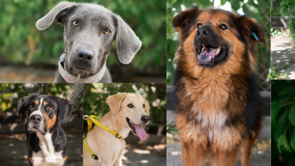 „Топла Коледа за кучетата в Общинския пр...