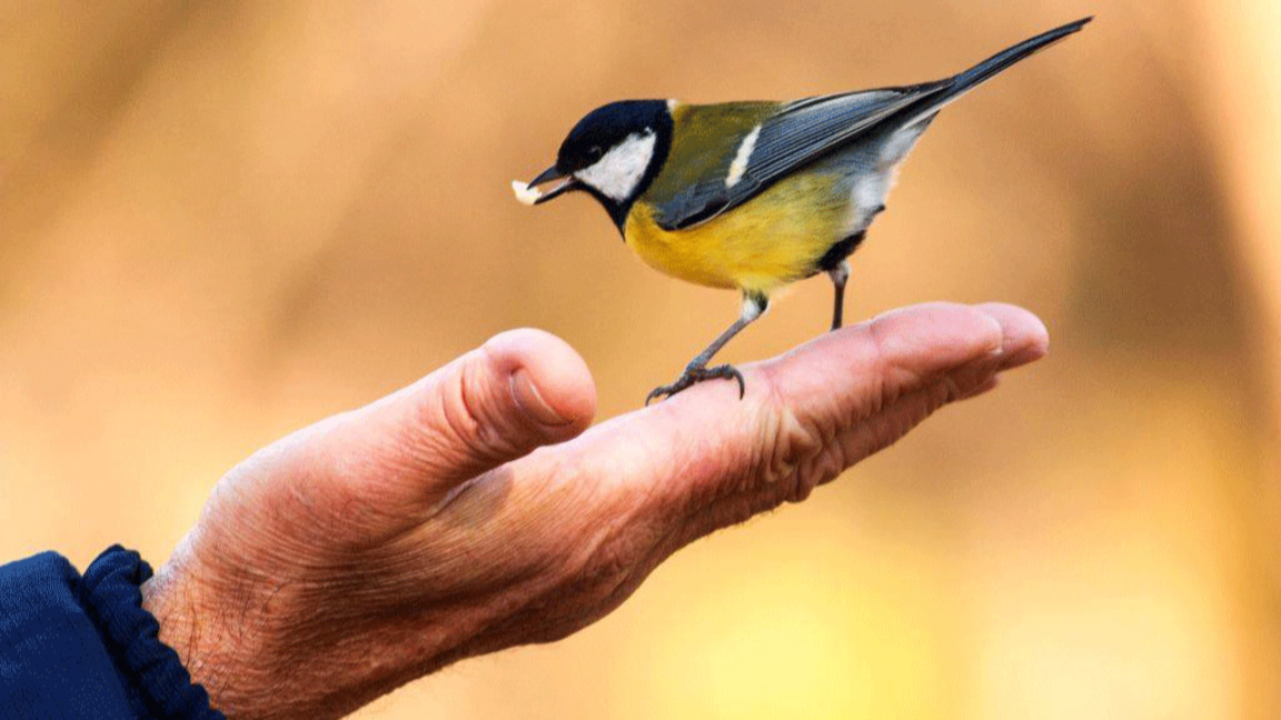 Шумовото замърсяване застрашава размножаването на птиците