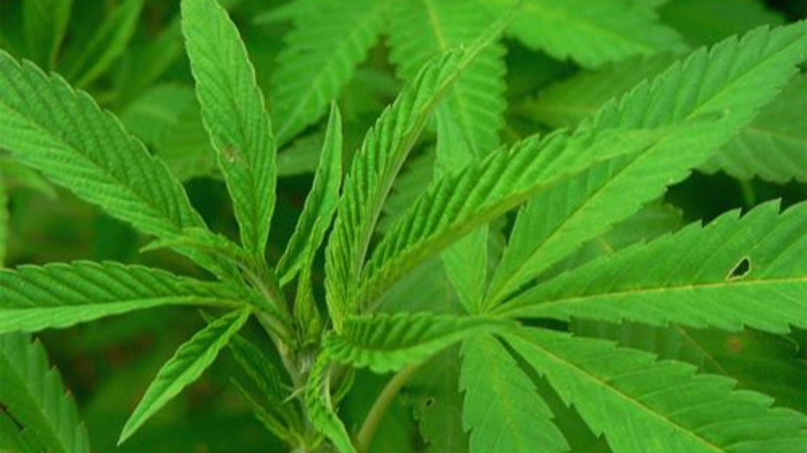 канабис марихуана наркотик