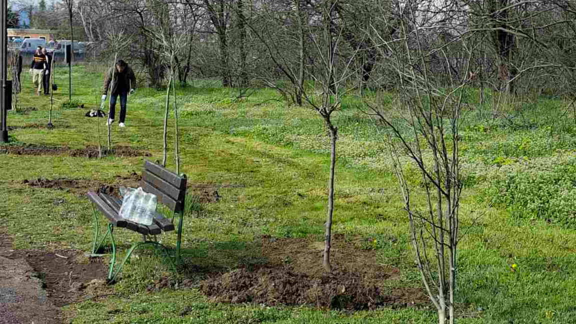 Залесяват с близо 200 чинара Гребната ба...