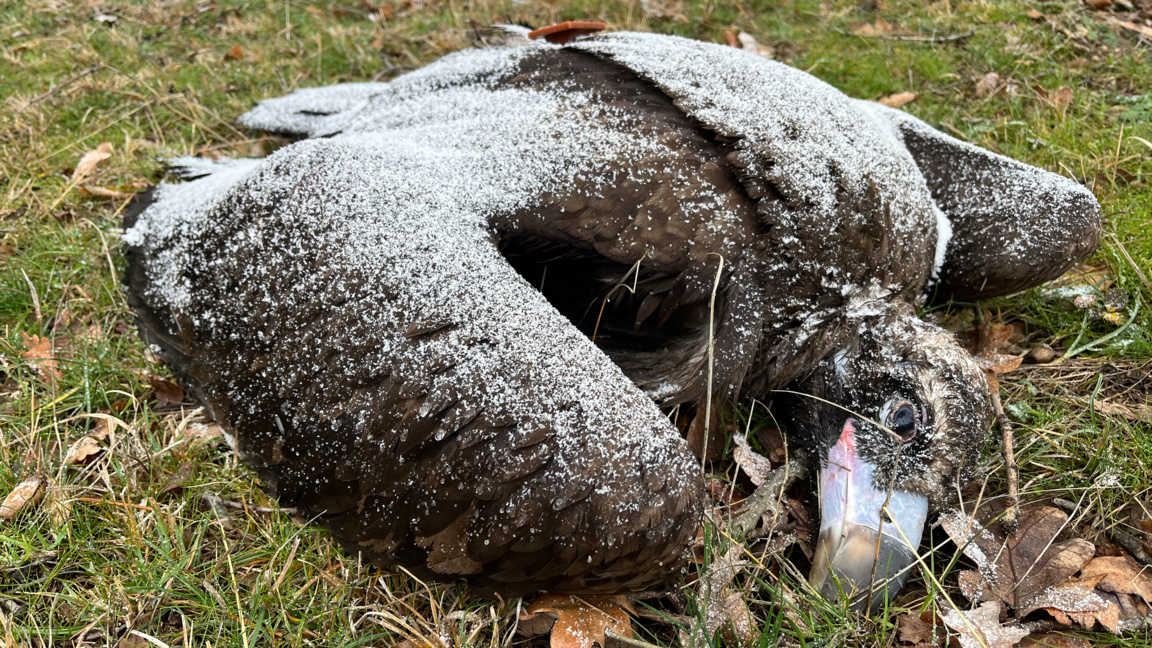 Нови два черни лешояда са открити отровени в района на Котленската планина