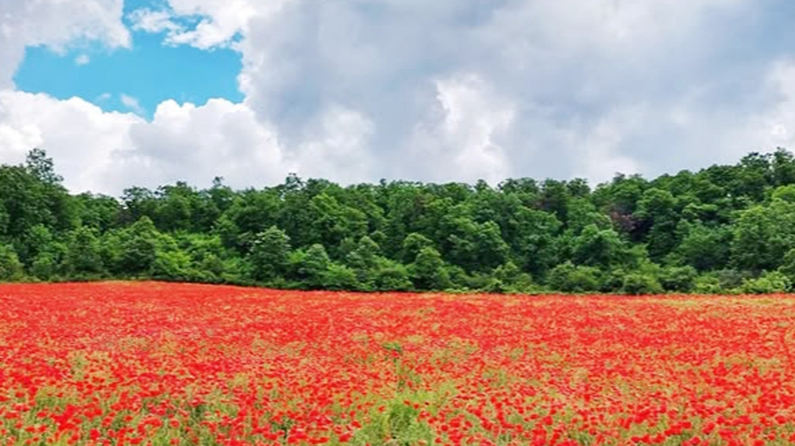 “Të dua, o atdhe!” – një perlë patriotik...