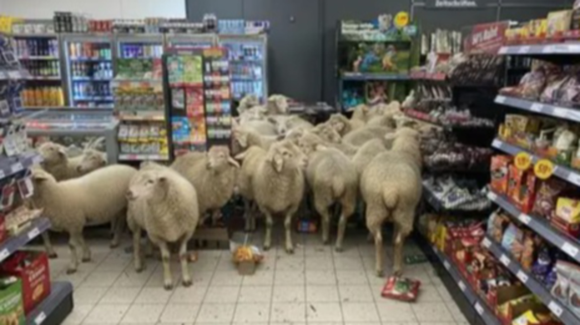Какво правят овце в магазин ли? Унищожават... напитки!