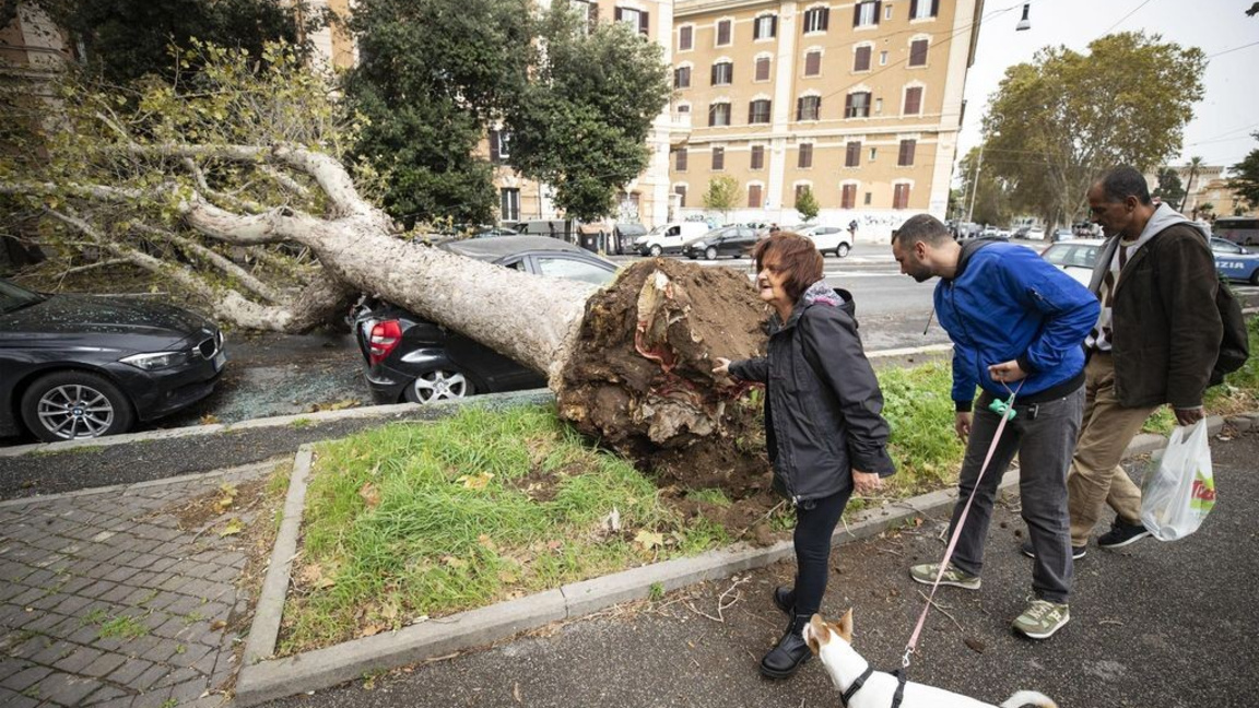 Повалено от силните ветрове дърво, илюстративна снимка