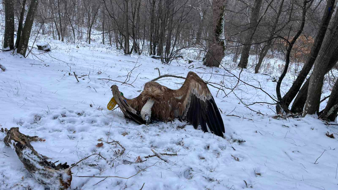 По следите на убиеца на лешоядите в Котл...