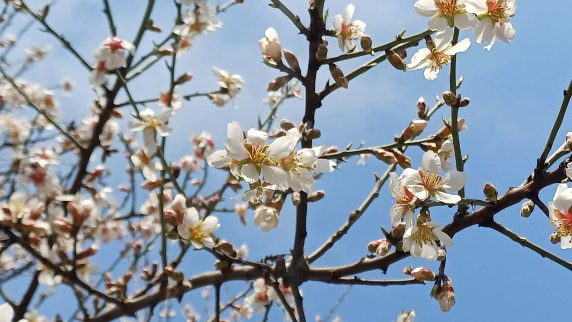 Има ли риск от измръзване на овошки тази...