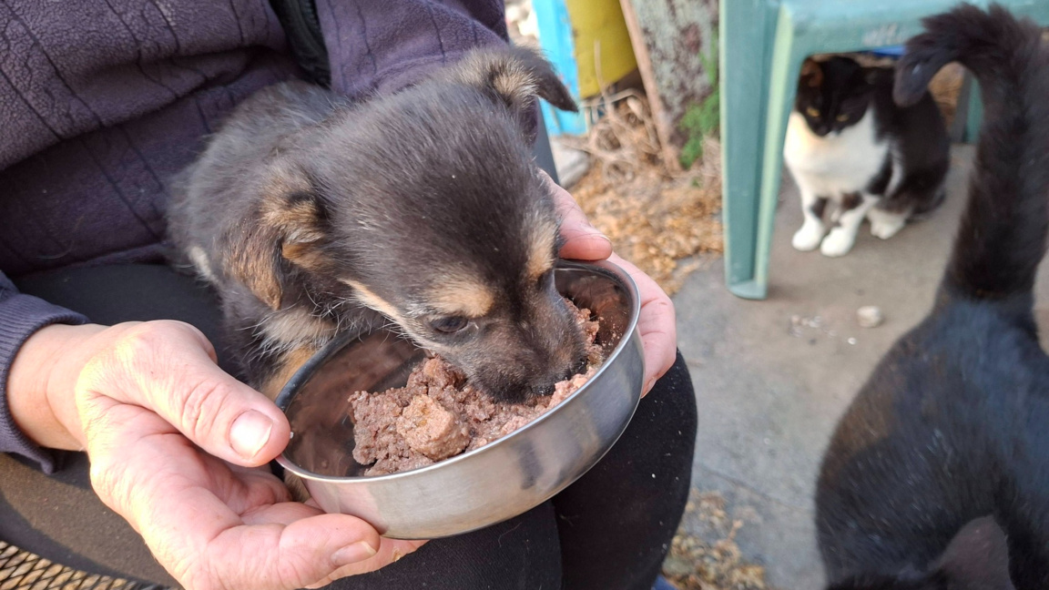 Дарете събраните си стотинки в помощ на бездомни животни в Бургас