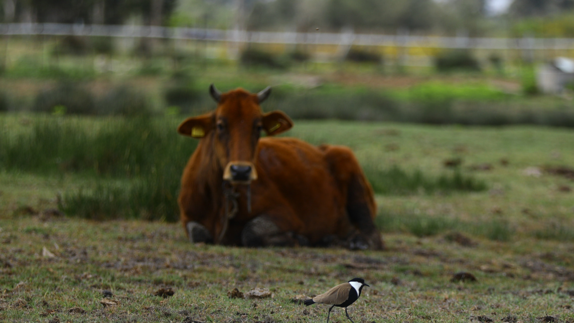 Кипър е под национална карантина заради нови случаи на шап