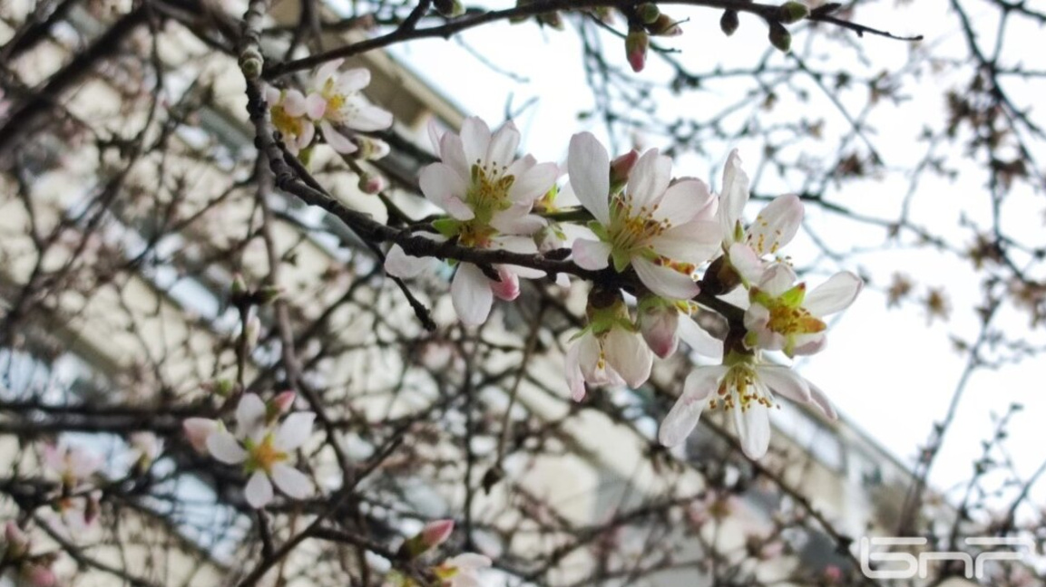 Добро утро с БНР Бургас на 29 април!...