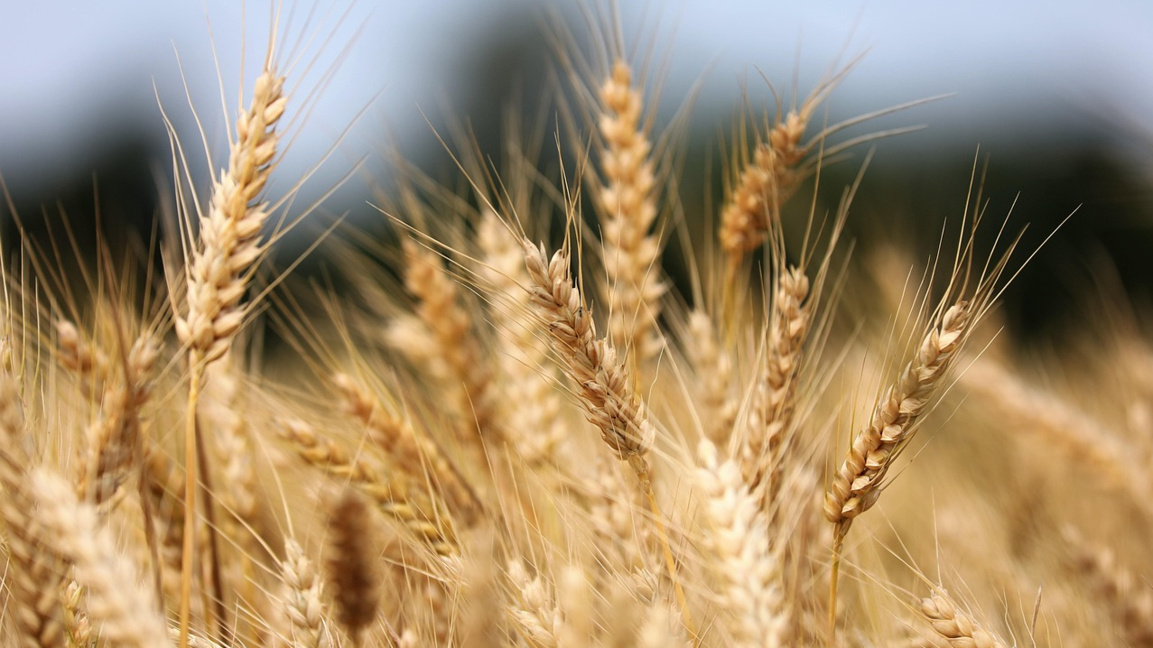 Жито - снимката е илюстративна