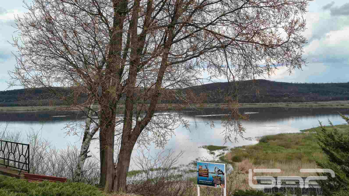 Животът на немите лебеди в резервата "Ср...
