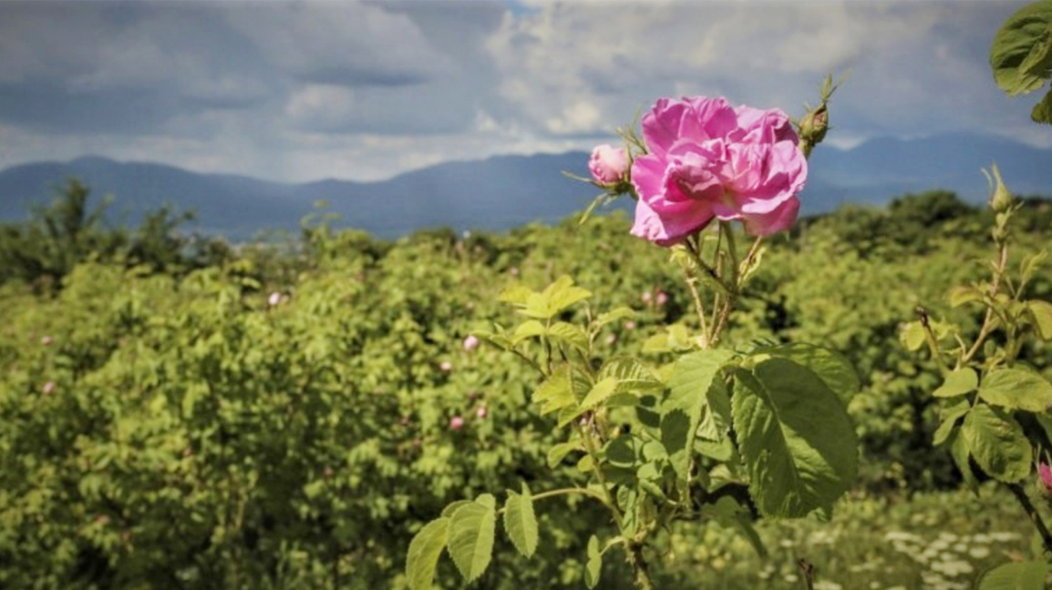 Gül üreticileri iklim ve haksız ticari u...