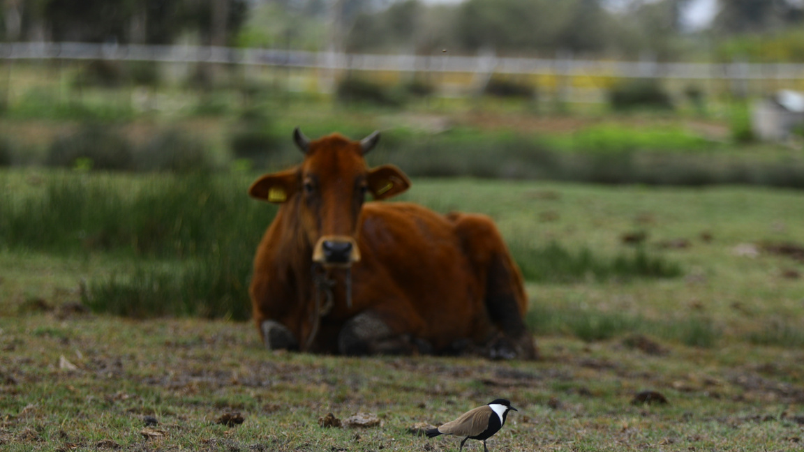 ЕС отпуска ваксини за борба с шапа в Северен Кипър 