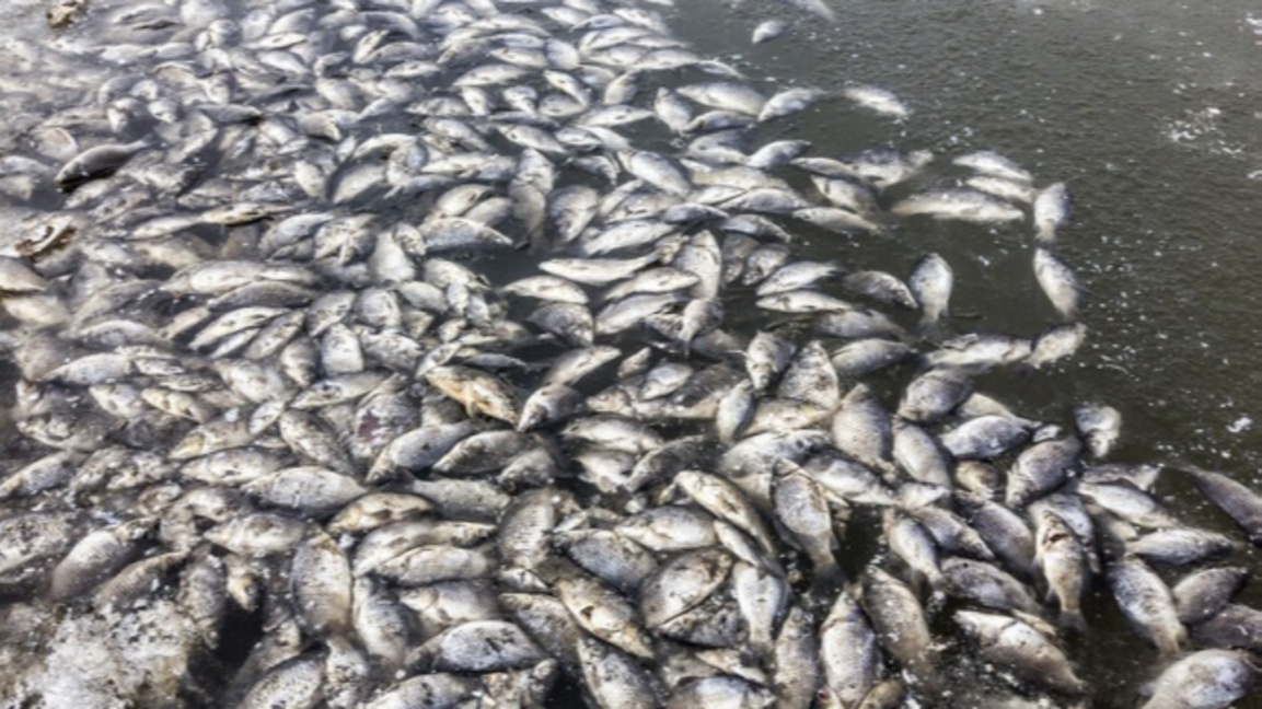 Откриха мъжа, отровил тон и половина пъс...