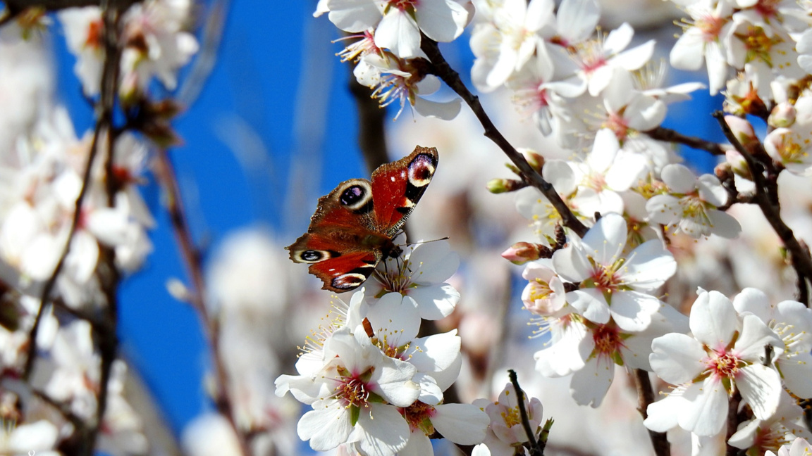 Температурите се покачват, в София до ок...