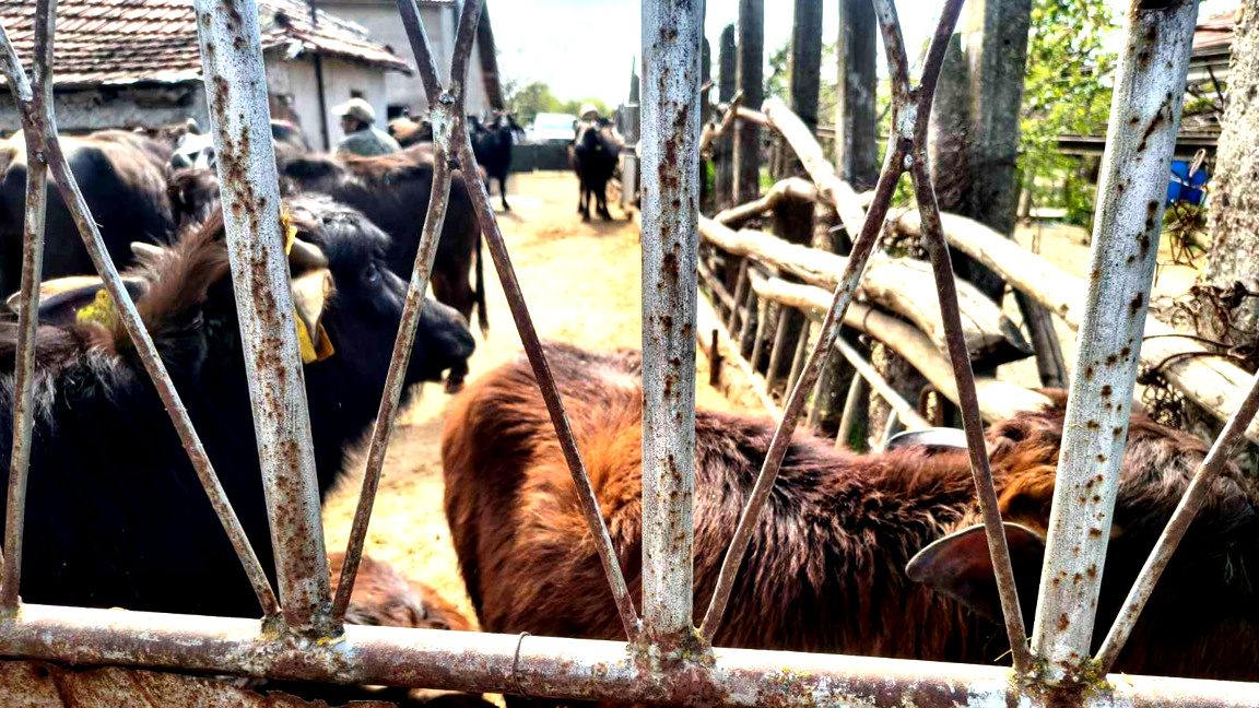 Şarbondan ölmekte olan bazı hayvanların ...