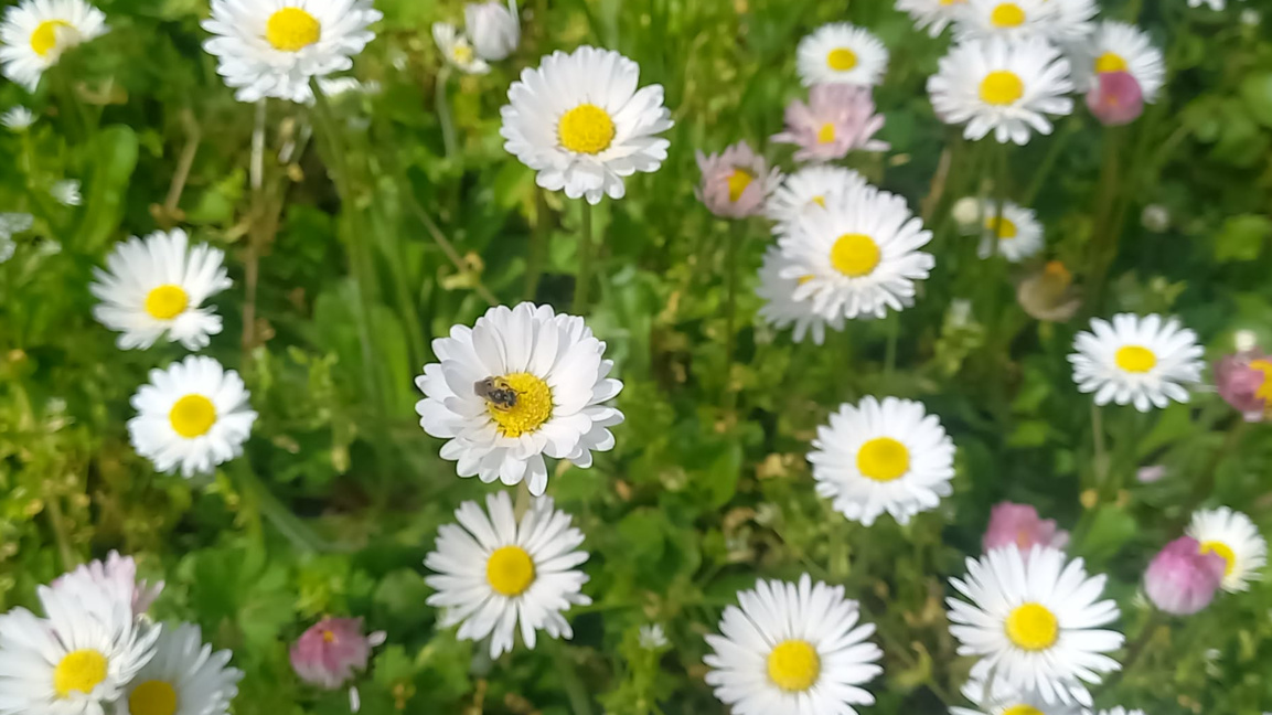 Съботно утро с Радио Шумен...