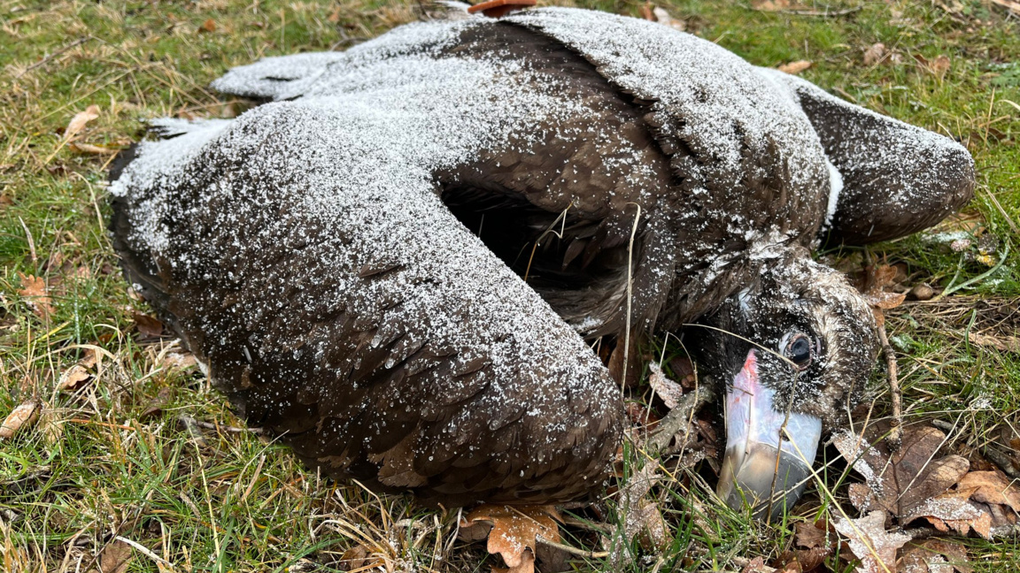 Злото няма почивен ден!