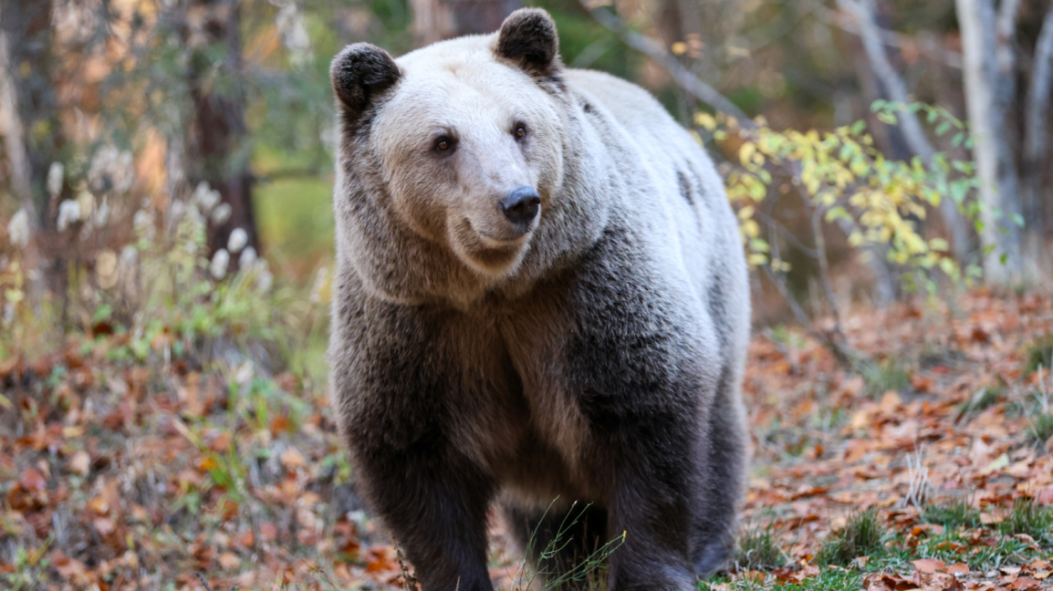 Belitsa Parkı 25 yıldır oynatılan ayılar...