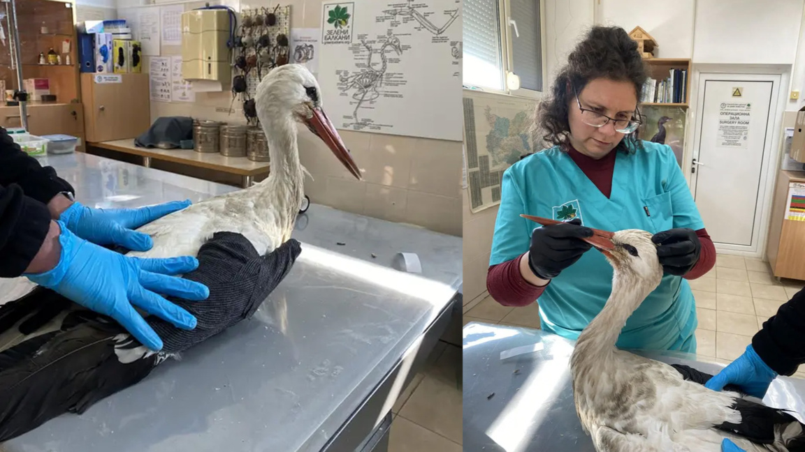 Щъркелът Антон от Бургас вече се възстановява в Спасителен център