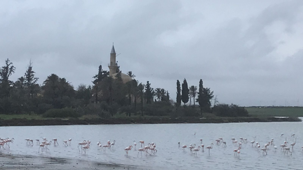 Кипър розово фламинго