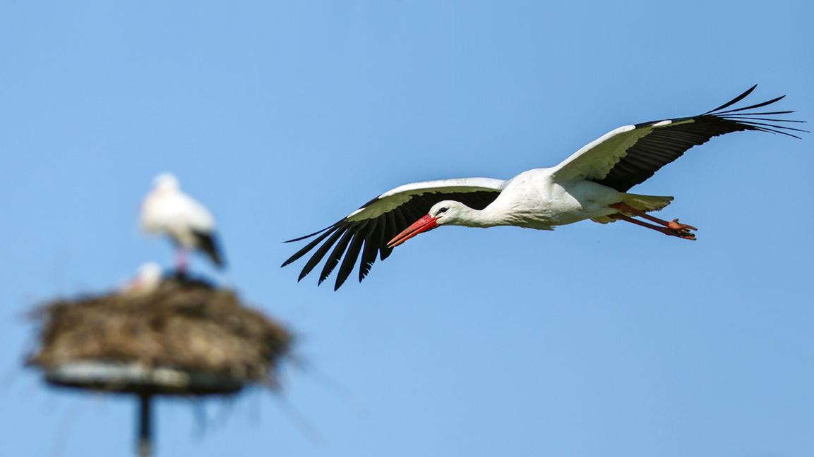 Народни поверия и легенди за щъркелите и...