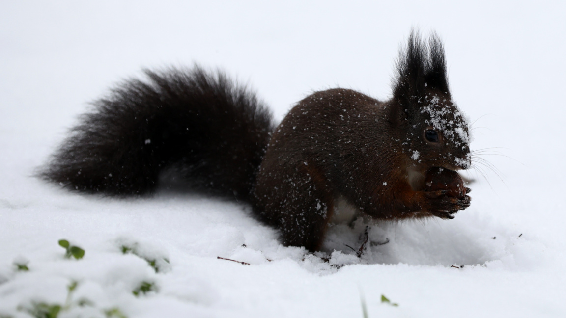 Новата седмица идва с минимални температури между минус 12° и минус 7°