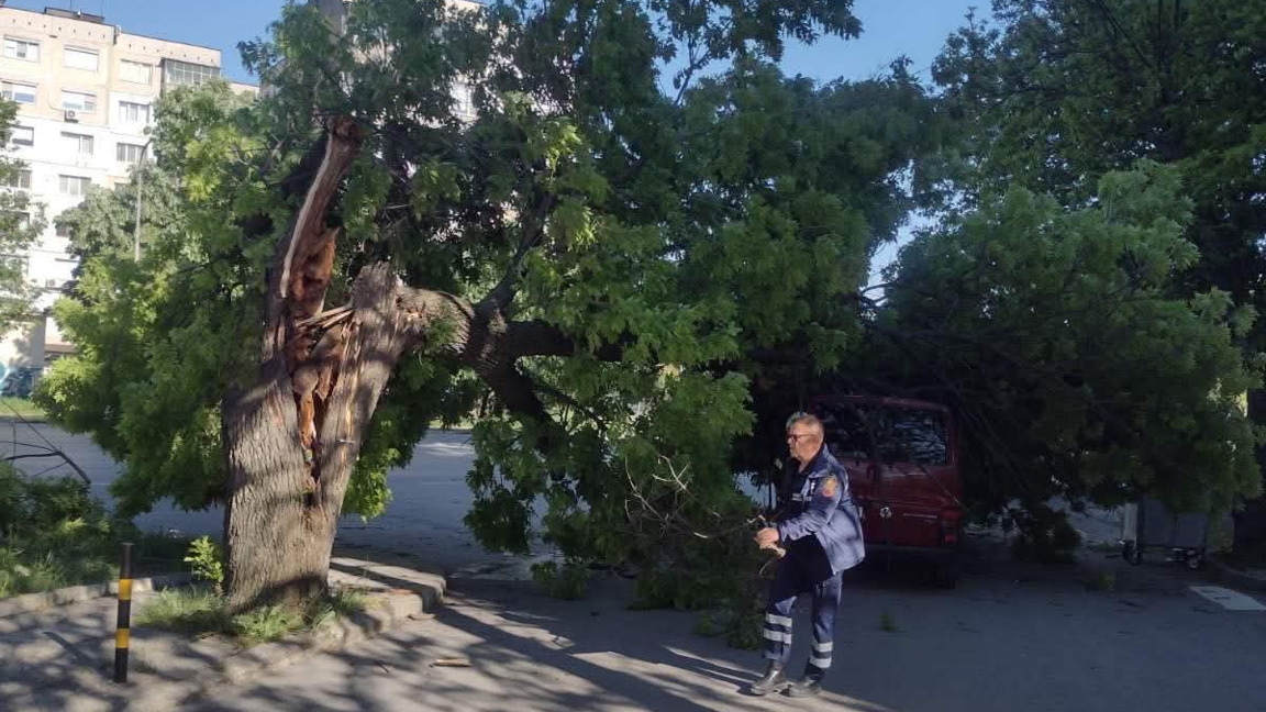 Дърво падна върху микробус в Шумен...