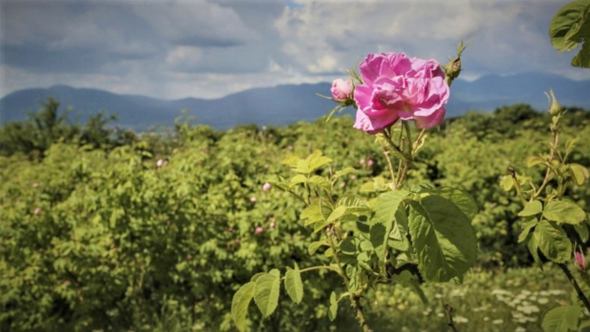 Урожайность масличных роз в Болгарии в 2...