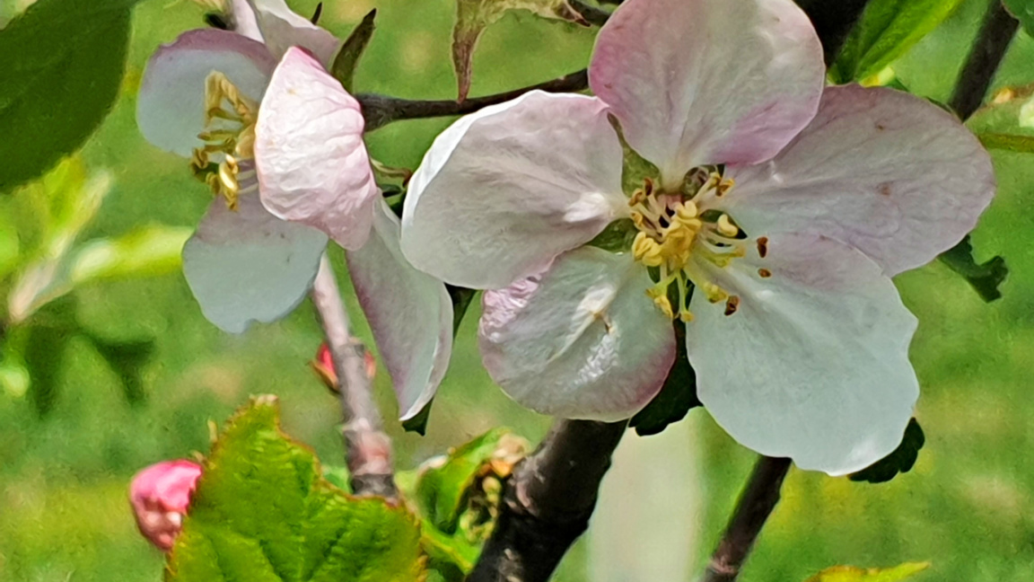 Българските овошки срещу климатичните пр...