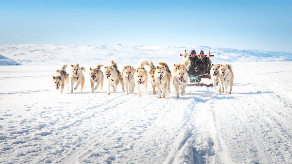 В Гренландия кучетата са повече от хорат...