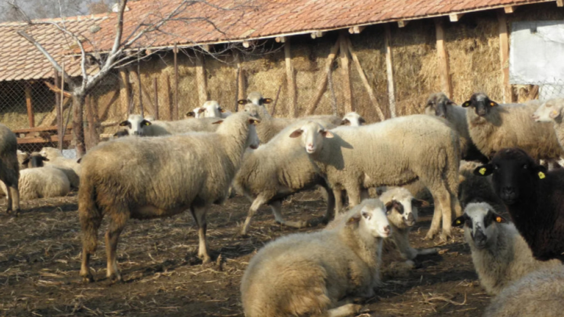 Шапът в Кипър се разраства