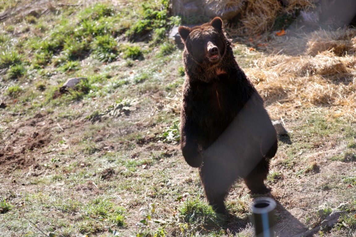 The town of Smolyan hosts discussion on bears and ecotourism opportunities