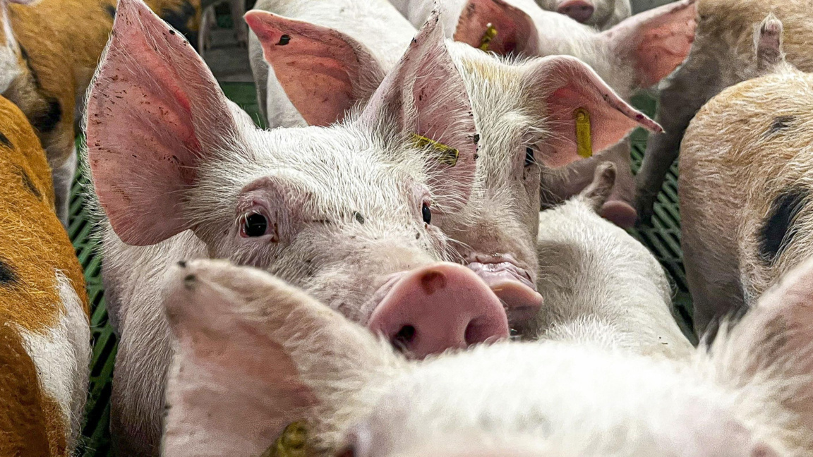 Ферма за прасета в Сарагоса